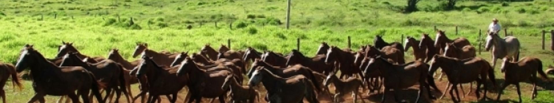 Fazenda Capim Branco. Imagem mostra alguns cavalos